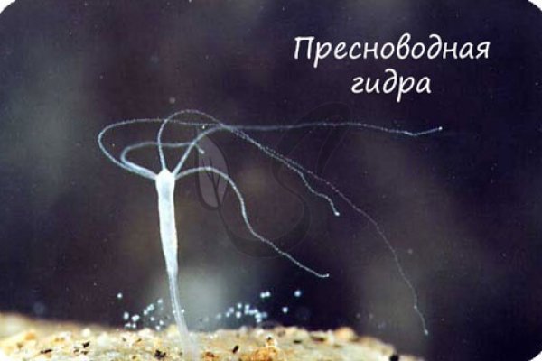 Кракен новая гидра